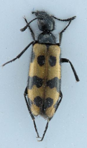 Réf. 298 161 : Mylabris connata